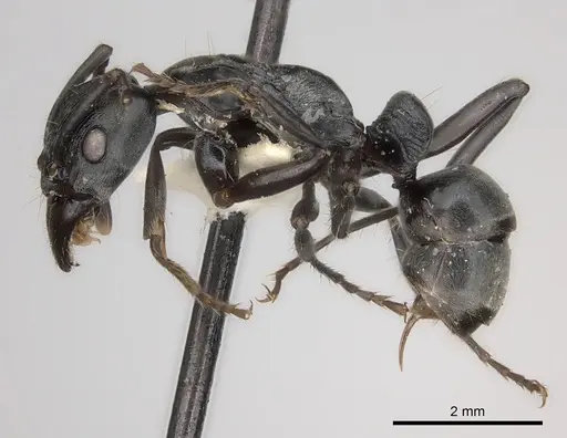 Neoponera lineaticeps specimen CASENT0217563 image casent0217563_3