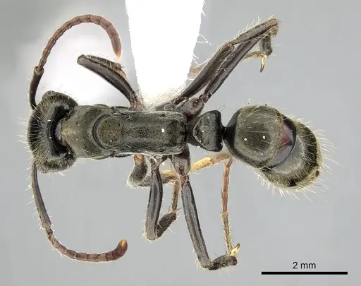Neoponera lineaticeps specimen CASENT0249153 image casent0249153_1