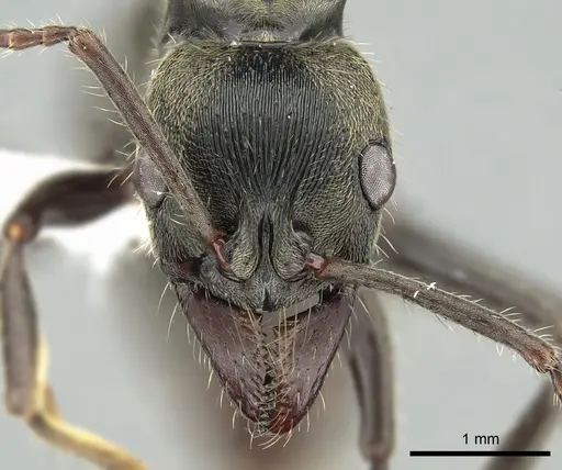 Neoponera lineaticeps specimen CASENT0249153 image casent0249153_2