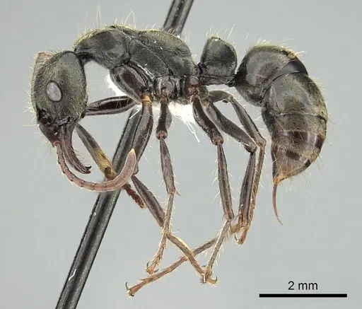Neoponera lineaticeps specimen CASENT0249153 image casent0249153_3