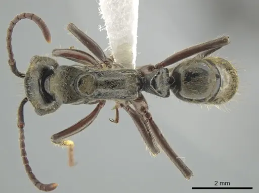 Neoponera lineaticeps specimen CASENT0644884 image casent0644884_1