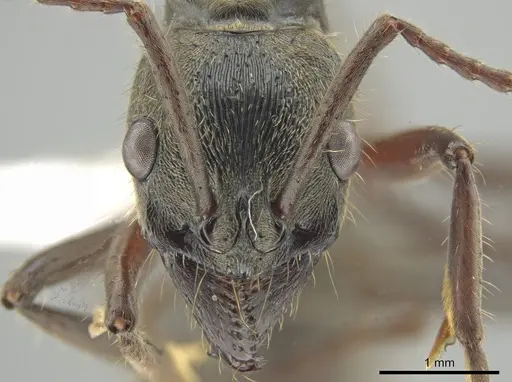 Neoponera lineaticeps specimen CASENT0644884 image casent0644884_2