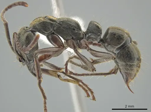 Neoponera lineaticeps specimen CASENT0644884 image casent0644884_3