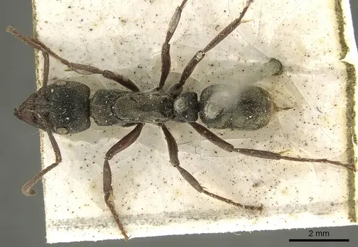 Neoponera lineaticeps specimen CASENT0915667 image casent0915667_1