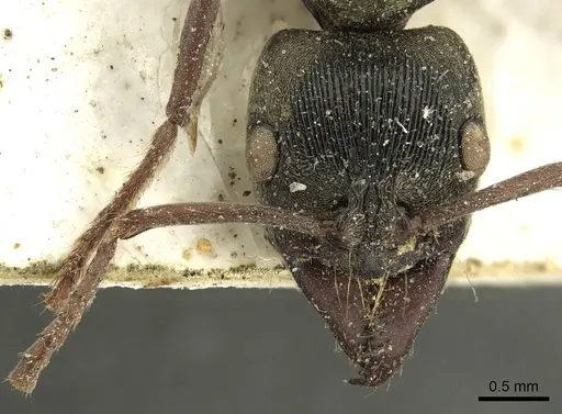 Neoponera lineaticeps specimen CASENT0915667 image casent0915667_2