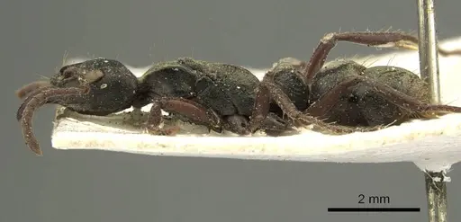 Neoponera lineaticeps specimen CASENT0915667 image casent0915667_3