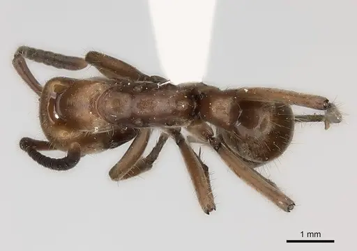 Neoponera luteola specimen CASENT0217565 image casent0217565_1