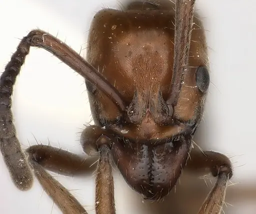 Neoponera luteola specimen CASENT0217565 image casent0217565_2