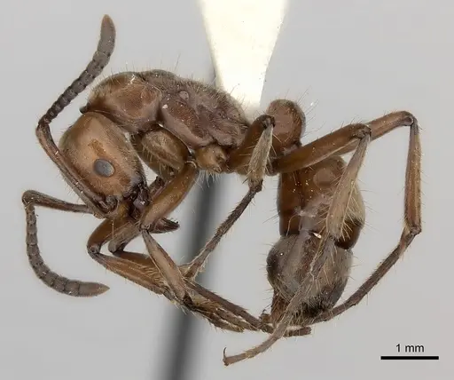 Neoponera luteola specimen CASENT0217565 image casent0217565_3