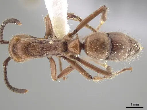 Neoponera luteola specimen CASENT0649006 image casent0649006_1