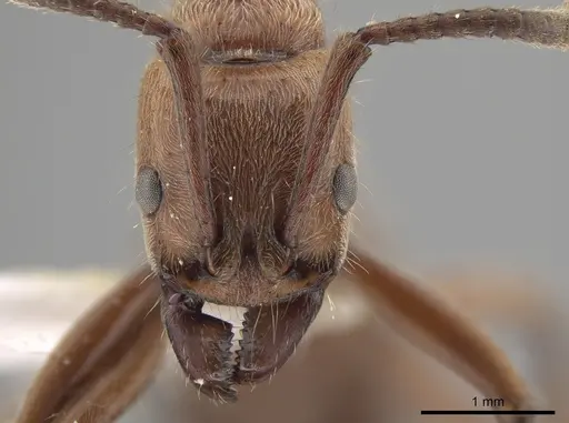 Neoponera luteola specimen CASENT0649006 image casent0649006_2