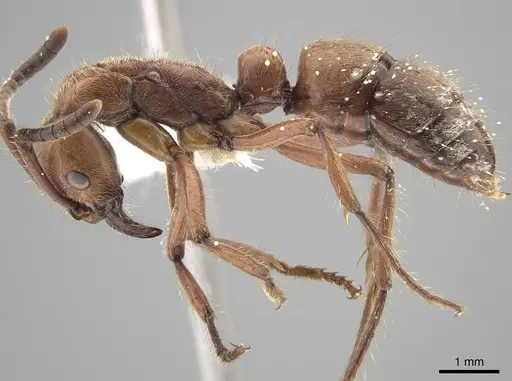 Neoponera luteola specimen CASENT0649006 image casent0649006_3