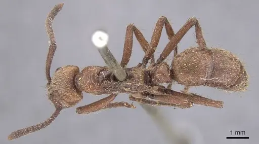 Neoponera luteola specimen CASENT0915467 image casent0915467_1