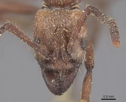 Neoponera luteola specimen CASENT0915467 image casent0915467_2