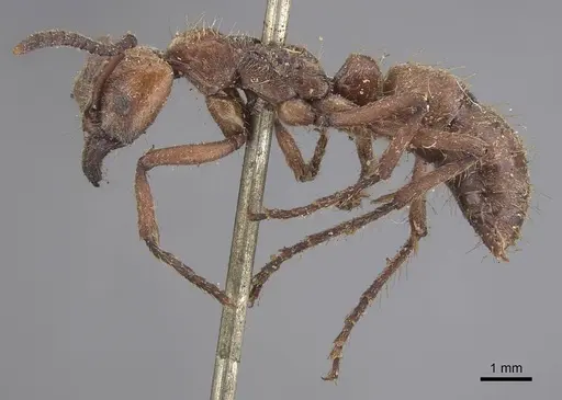 Neoponera luteola specimen CASENT0915467 image casent0915467_3