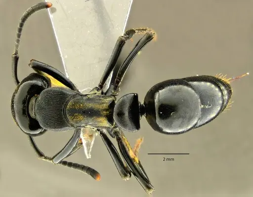 Neoponera magnifica specimen ANTWEB1014018 image antweb1014018_1