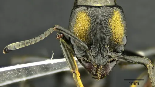 Neoponera magnifica specimen ANTWEB1014018 image antweb1014018_2