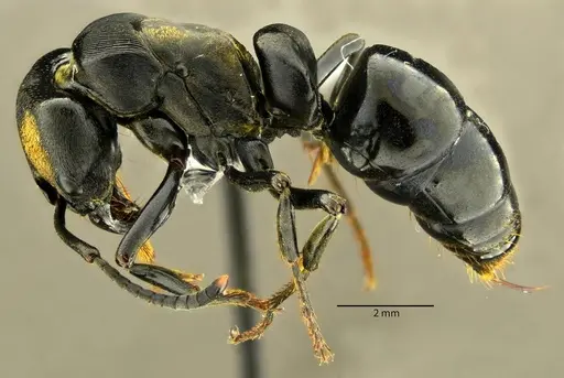 Neoponera magnifica specimen ANTWEB1014018 image antweb1014018_3