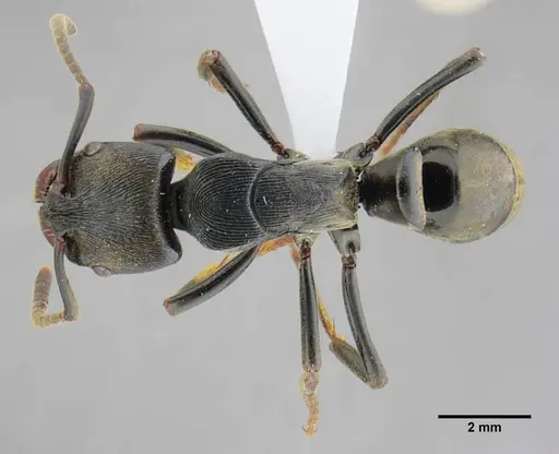 Neoponera magnifica specimen UFV-LABECOL-000003 image ufv-labecol-000003_1