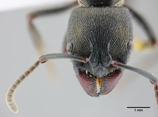 Neoponera magnifica specimen UFV-LABECOL-000003 image ufv-labecol-000003_2