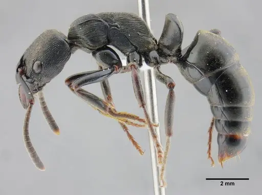 Neoponera magnifica specimen UFV-LABECOL-000003 image ufv-labecol-000003_3