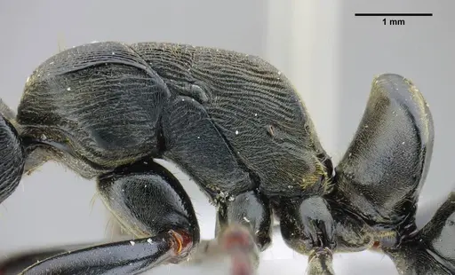 Neoponera magnifica specimen UFV-LABECOL-000003 image ufv-labecol-000003_4