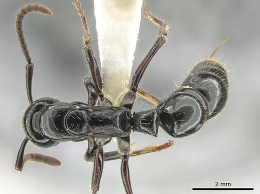 Neoponera mashpi specimen CASENT0633724 image casent0633724_1