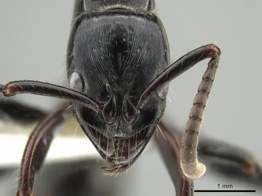 Neoponera mashpi specimen CASENT0633724 image casent0633724_2