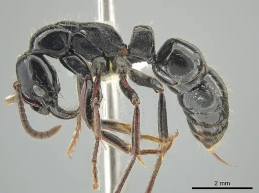 Neoponera mashpi specimen CASENT0633724 image casent0633724_3