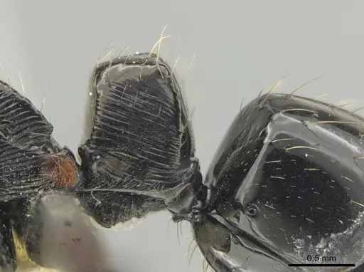 Neoponera mashpi specimen CASENT0633724 image casent0633724_4
