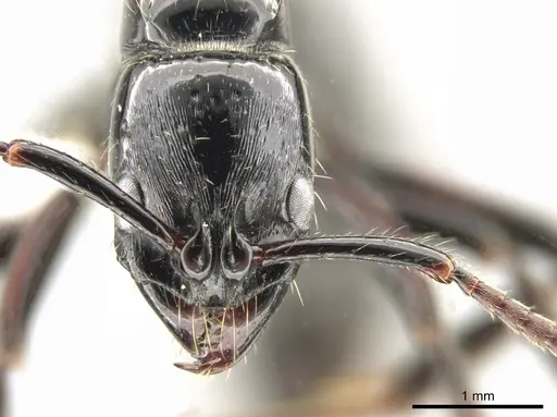 Neoponera mashpi specimen CASENT0637827 image casent0637827_2
