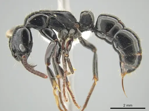 Neoponera mashpi specimen CASENT0637827 image casent0637827_3