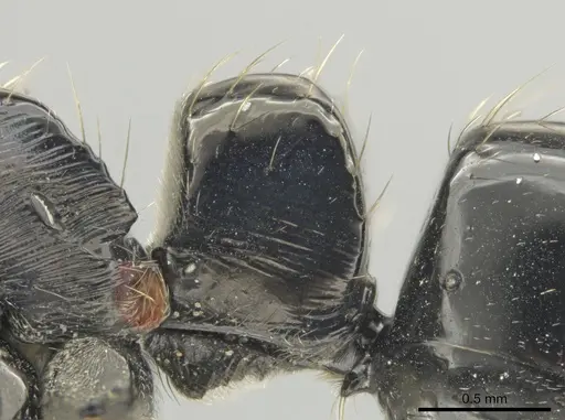 Neoponera mashpi specimen CASENT0637827 image casent0637827_4