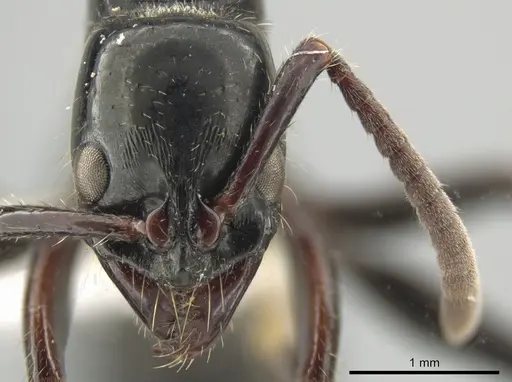 Neoponera mashpi specimen CASENT0649237 image casent0649237_1