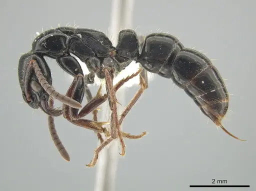 Neoponera mashpi specimen CASENT0649237 image casent0649237_2
