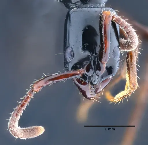 Neoponera mashpi specimen DZUP549408 image dzup549408_2