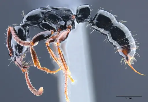 Neoponera mashpi specimen DZUP549408 image dzup549408_3