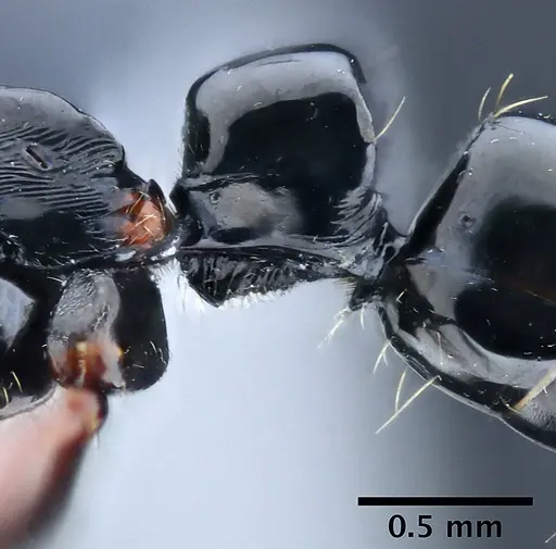 Neoponera mashpi specimen DZUP549408 image dzup549408_4