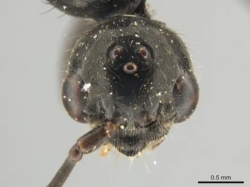 Neoponera mashpi specimen INBIOCRI001099170 image inbiocri001099170_1