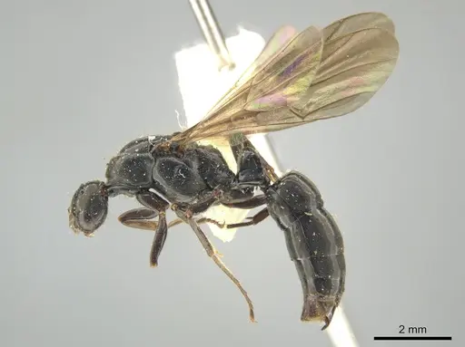 Neoponera mashpi specimen INBIOCRI001099170 image inbiocri001099170_2