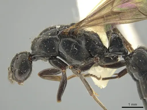 Neoponera mashpi specimen INBIOCRI001099170 image inbiocri001099170_3