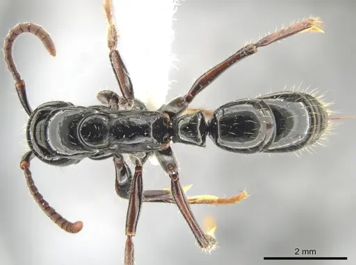Neoponera mashpi specimen INBIOCRI002278916 image inbiocri002278916_1