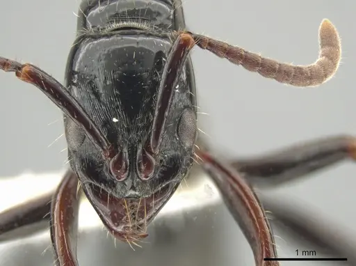 Neoponera mashpi specimen INBIOCRI002278916 image inbiocri002278916_2