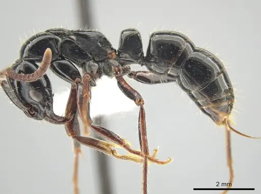 Neoponera mashpi specimen INBIOCRI002278916 image inbiocri002278916_3