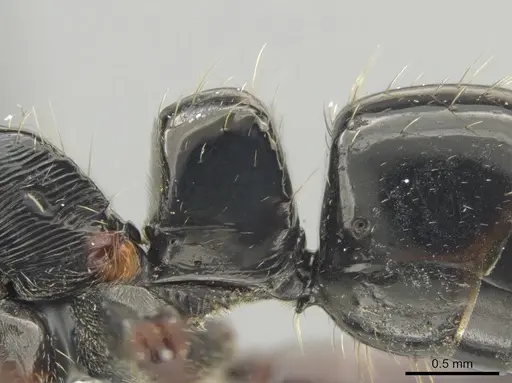 Neoponera mashpi specimen INBIOCRI002278916 image inbiocri002278916_4