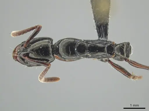 Neoponera mashpi specimen MEPNINV38315-1 image mepninv38315-1_1