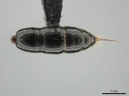 Neoponera mashpi specimen MEPNINV38315-1 image mepninv38315-1_2