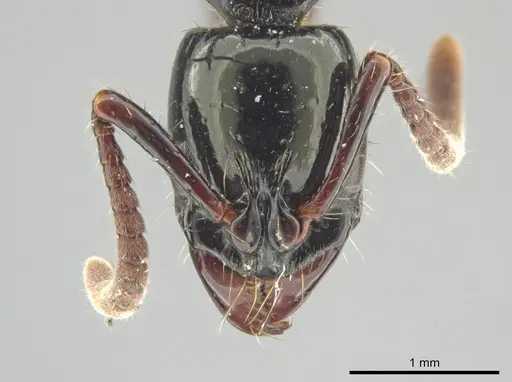 Neoponera mashpi specimen MEPNINV38315-1 image mepninv38315-1_3