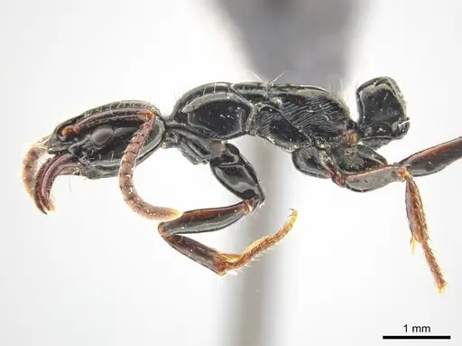 Neoponera mashpi specimen MEPNINV38315-1 image mepninv38315-1_4
