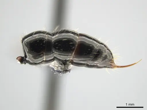 Neoponera mashpi specimen MEPNINV38315-1 image mepninv38315-1_5